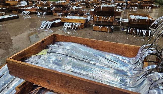 제주시 수협 위판장