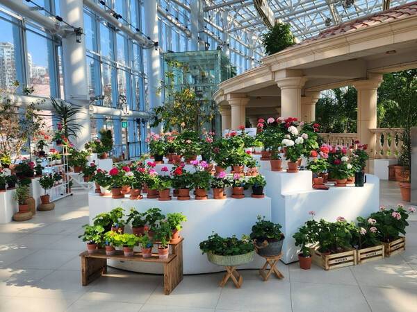 수원 일월수목원 전시온실에 봄을 알리는 제라늄이 전시돼 있다. 수원시 제공