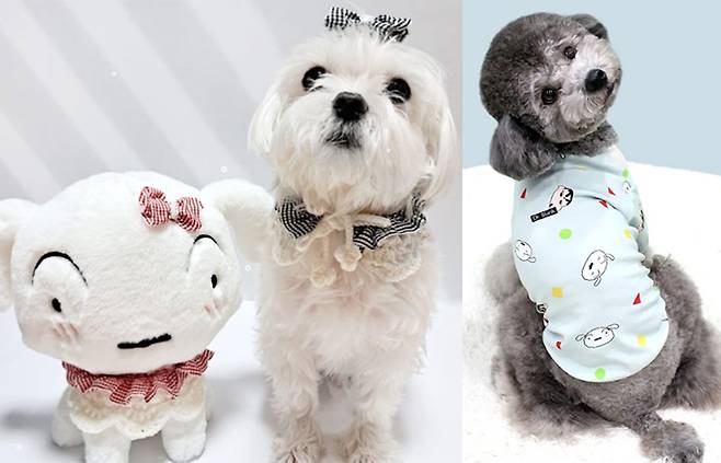 MZ세대 견주들 사이에서 흰둥이 관련 아이템이 필수템으로 등극하며 펫코노미 시장의 핵심 동력이 되고 있다. 뜰래방, 더맵시 제공