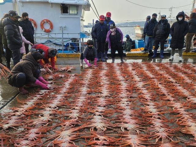 울진 대표 먹거리 울진대게. 울진군 제공