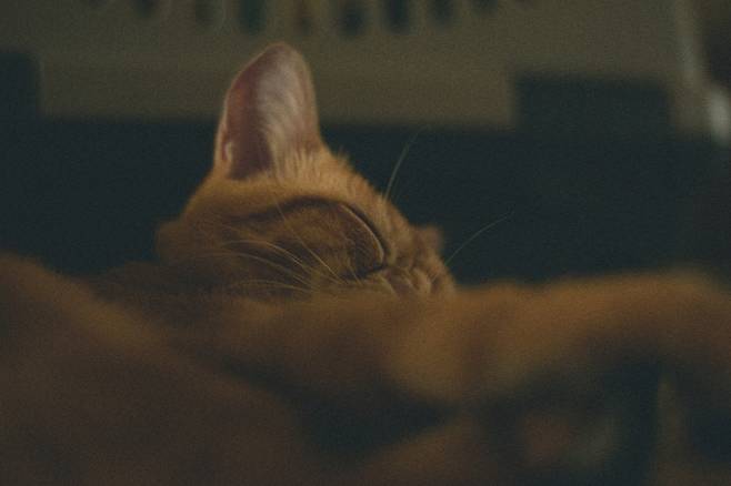 [뷰티 브랜더 윤영희의 The View:ty] 마스크팩 취침 가이드 (출처: Unsplash)