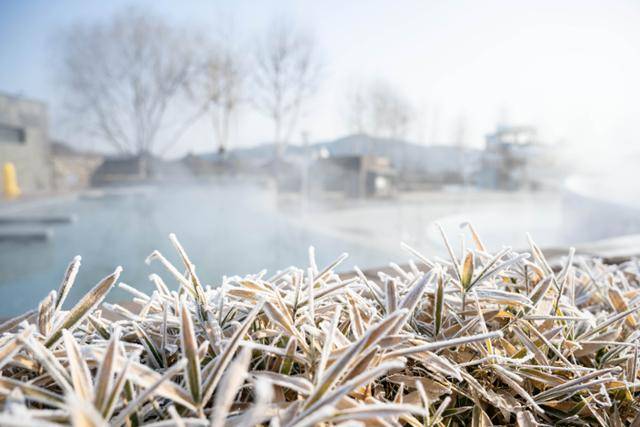 아산 도고온천 파라다이스 스파 도고 인피니티풀 옆 조경수가 얼어 서리로 덮여 있다. 아산=이한호 기자