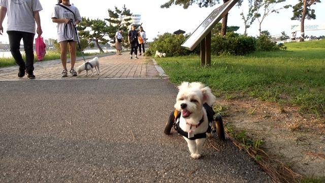 표정이 다~ 말해주죠, 얼마나 행복한지! 보호자 제공