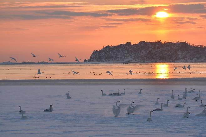 ▲ 시베리아에서 날아온 백조들이 웨이하이 연안에서 겨울을 나고 있다. /사진제공=웨이하이일보