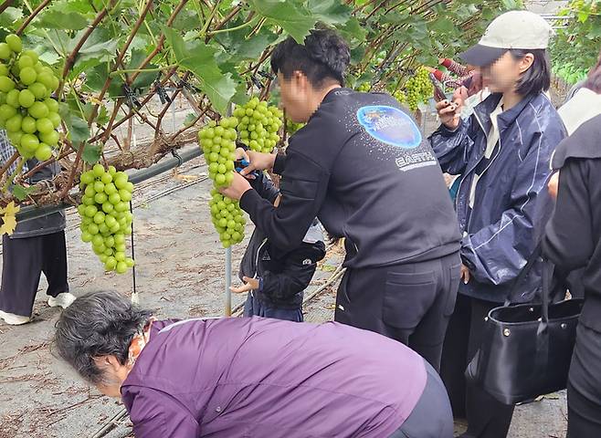 ▲ 경산시는 오는 3월부터 11월까지 도시 소비자를 대상으로 한 '도시 소비자 초청 농촌체험행사'를 본격 가동한다. 도시 소비자 초청 농촌 체험 행사. 경산시.