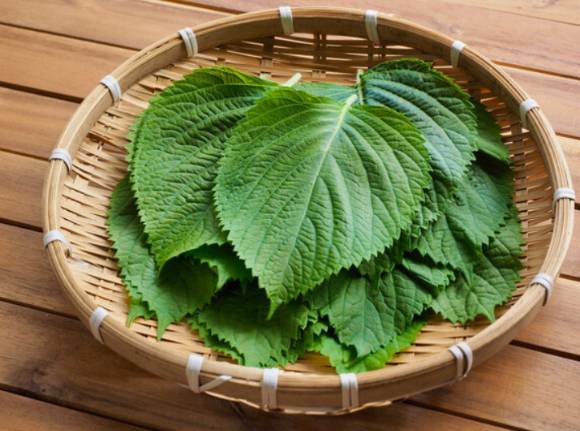 사진은 깻잎. [사진=픽사베이]