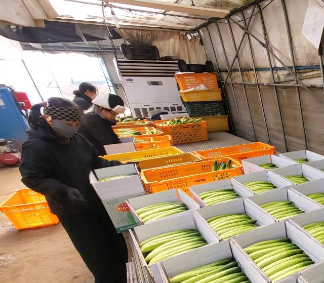 천안 하늘그린오이 재배 농가가 수확한 오이를 상자에 담고 있다. 천안시 제공.