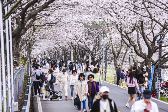 벚꽃축제.