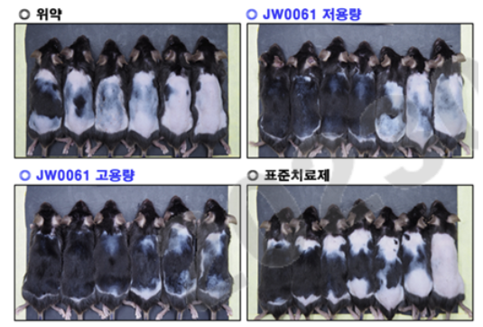 안드로겐성(남성형) 탈모 동물 모델에 JW0061 도포 및 투약 17일 차 모발 성장 효과. (제공=JW중외제약)