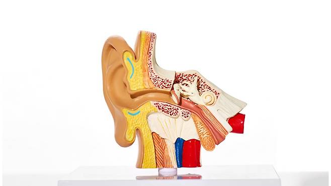 난청은 귀의 구조적 문제나 신경계 이상으로 소리를 듣는 데 어려움을 겪는 증상을 말한다｜출처: 클립아트코리아