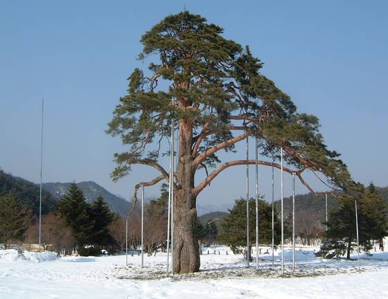 충북 보은군 속리산면에 있는 정이품송. 연합뉴스
