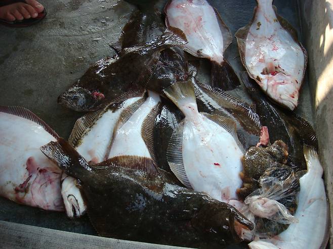 광어.[게티이미지뱅크]