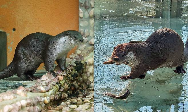 서울대공원이 일본 타마동물원에 기증한 수달 한 쌍 모습. 서울대공원 제공