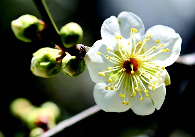 봄 소식을 알리는 매화.