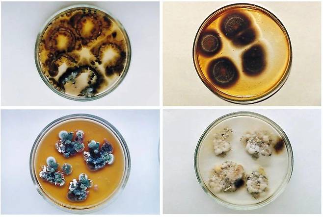 클라도스포리엄 스페로스페르뭄 등 체르노빌 원자력 발전소 4호기에서 발견된 균주의 배양균, 오른쪽 상단 배양균에는 멜라닌화 현상이 특히 뚜렷하게 보인다  (Credit: Elsevier/ Zhdanova et al. 2000)