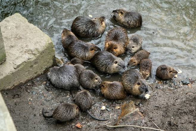 뉴트리아는 우리나라에서 생태계 교란종으로 지정됐다. 게티이미지뱅크 제공