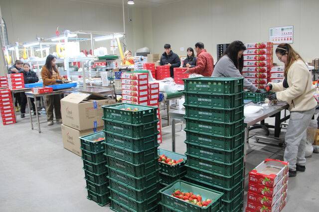 경북 남상주농협 수출딸기공선회 선별장에서 작업자들이 선별작업을 하고 있다.