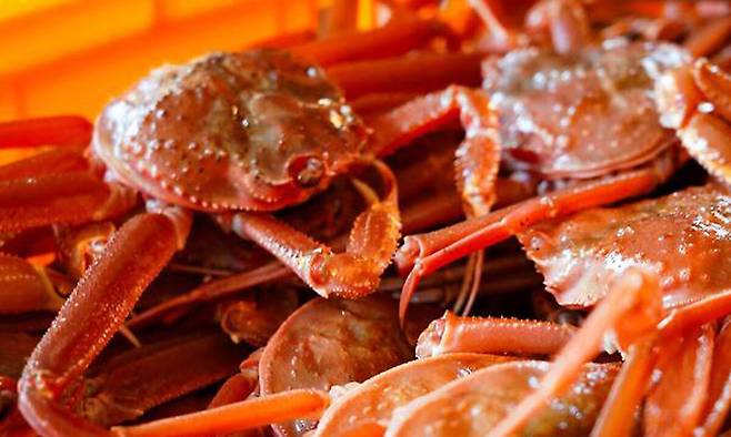 울진대게. 울진군 제공