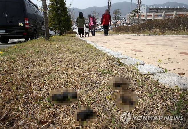 반려견 문화축제에 치우지 않은 배설물 [연합뉴스 자료사진]