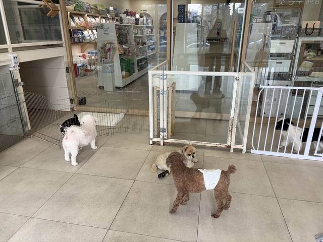 설 명절 연휴를 앞둔 지난 13일 전주시 완산구의 한 반려동물 호텔에 체크인한 강아지들이 같이 놀고 있다. /원소정 인턴기자