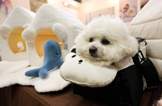 휴식 취하는 반려견. (사진=뉴시스)