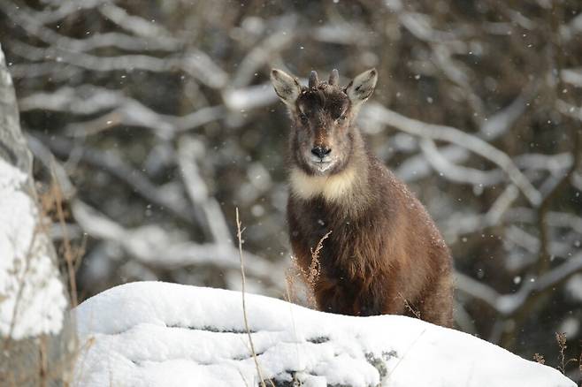 충남 서천 국립생태원에 사는 산양. 기후에너지환경부 제공