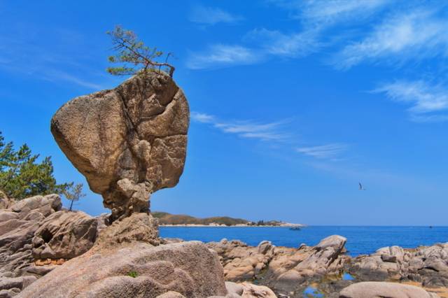▲ 송지호 해안 일원은 아기자기한 바위 중 서낭바위가 돋보이며 나무에 생명력을 불어넣으며 신비로움을 자아내고 있다.