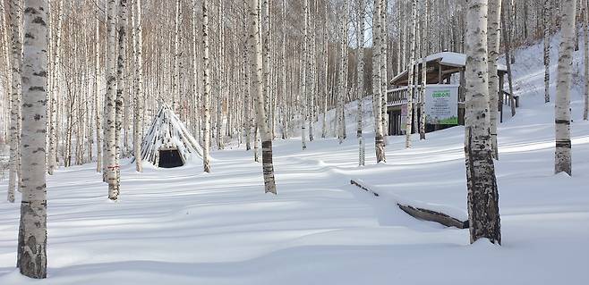 인제군 원대리 자작나무숲 전경. 인제국유림관리소 제공