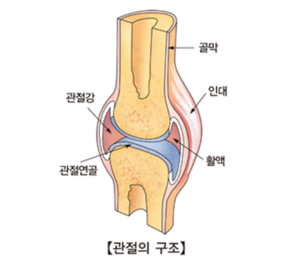 활액이란 무엇인가. 오늘도 하나 배워가는 그거사전이다. [서울아산병원]