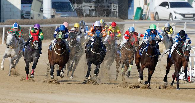 15일 경기 과천 렛츠런파크 서울에서 열린 ‘제24회 세계일보배 대상경주’에 출전한 경주마들이 결승선을 향해 역동적인 레이스를 펼치고 있다. 유희태 기자