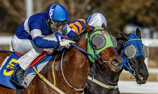 15일 경기 과천 렛츠런파크 서울에서 열린 ‘제24회 세계일보배 대상경주’에 출전한 경주마들이 결승선을 향해 역동적인 레이스를 펼치고 있다. 유희태 기자