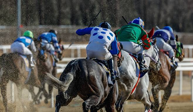 15일 경기 과천 렛츠런파크 서울에서 열린 ‘제24회 세계일보배 대상경주’에 출전한 경주마들이 결승선을 향해 역동적인 레이스를 펼치고 있다. 유희태 기자