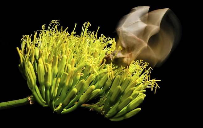 용설란 수분을 돕는 모습. (사진 BCI)/뉴스펭귄