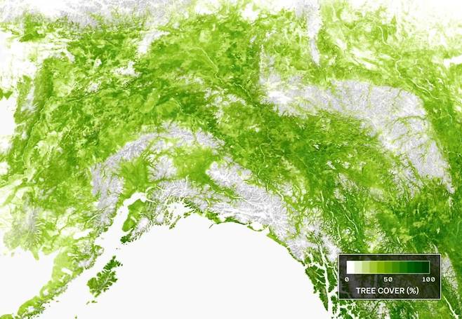 (사진 M. Feng et al.: Northward shift of boreal tree cover confirmed by satellite record 영상 캡처)/뉴스펭귄