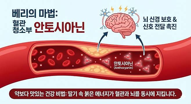 베리의 마법: 혈관 청소부 안토시아닌. 제미나이 생성 그래픽