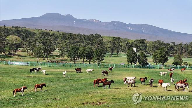 한라산 중턱의 제주마들 [연합뉴스 자료사진]
