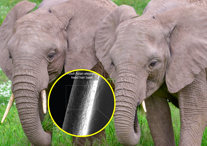 사진=게티이미지뱅크, 사이언스.