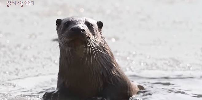 사진작가 이광주씨가 충북 충주시 달천과 호암지 등에서 촬영한 수달. 이씨는 지난해 12월~올해 1월 해당지역에서 여러 마리의 수달을 촬영해 유튜브에 공개했다. [유튜브 캡처]
