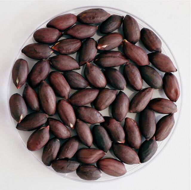 땅콩 품종인 ‘흑찬’은 가지 길이가 짧고 갈색무늬병·검은무늬병 등 낙엽병류에도 비교적 강한 편이다. 농진청