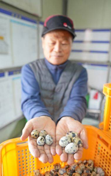 류배현 의령메추리농장 대표가 일반 메추리알과 왕메추리알(오른쪽)을 내보이며 차이점에 대해 설명하고 있다.