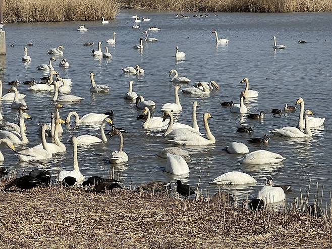 부산 강서구 맥도생태공원 쪽 습지에 모인 큰고니들 모습. ‘습지와 새들의 친구’ 제공
