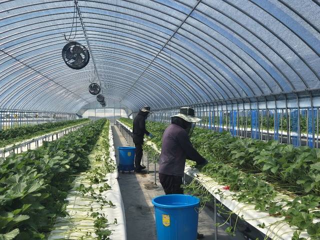 ▲ 신규농업인 현장실습 교육 연수생 지난해 실습 사진-홍성군 제공