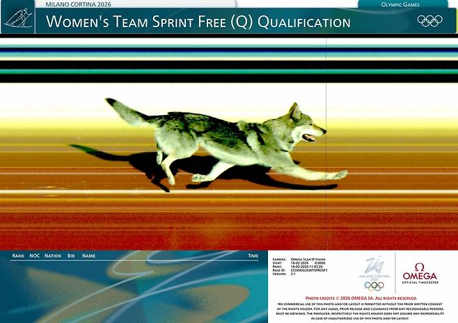 18일(현지시간) 이탈리아 라고 테세로 크로스컨트리 경기장에서 열린 밀라노·코르티나 2026 동계올림픽 크로스컨트리 여자 팀 스프린트 예선에서 오메가 포토피니시 카메라가 경기 도중 코스에 난입한 개가 결승선을 통과하는 장면을 포착했다. 로이터 연합뉴스