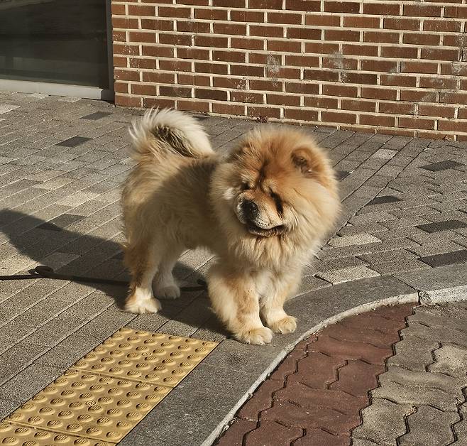 ◇전라남도 마음건강치유센터에 방문하면 강아지가 반긴다. 병원 내 위치, 당혹스러움은 강아지의 애교에 눈독듯 사라진다. 사진=김세형