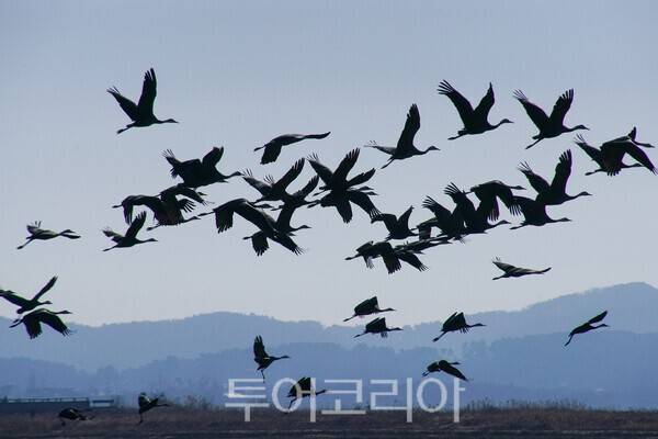 비상하는 흑두루미 /사진-투어코리아 유지훈 기자