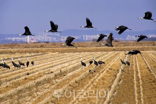 서산 간척지에서 비상하는 흑두루미 /사진-투어코리아 유지훈 기자