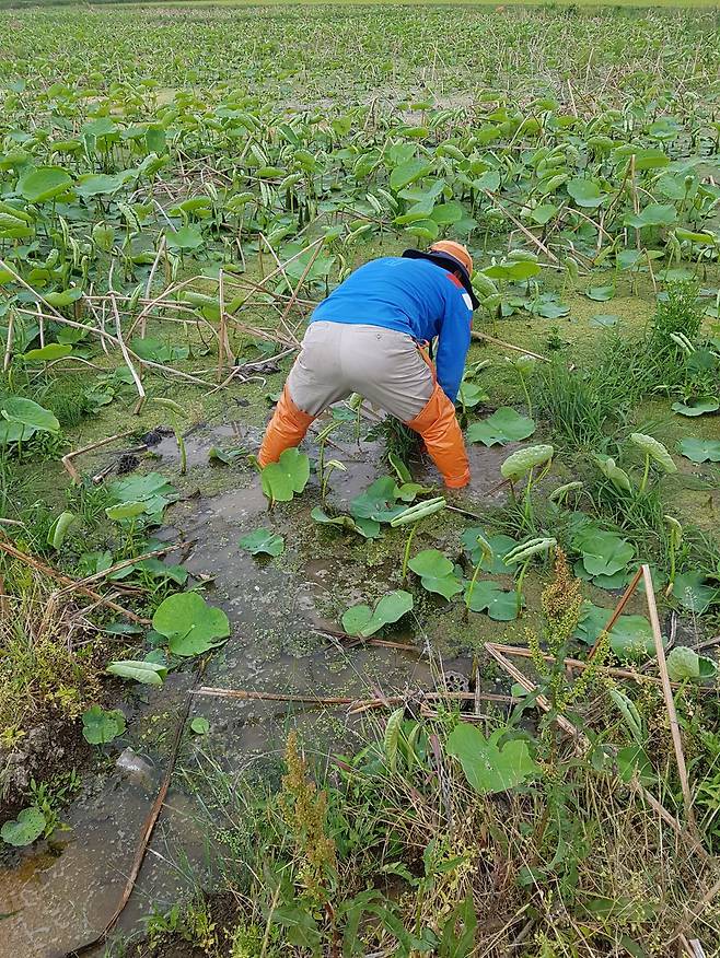 조병래씨는 갯벌처럼 점성이 강한 남해 논에서 연꽃 농사를 지었다가 실패를 맛봤다. 사진 조병래