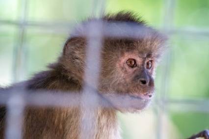 중국에서 신약 연구가 급증하면서 실험용 원숭이의 마리당 가격이 14만 위안까지 치솟았다. [사진출처 = SCMP]