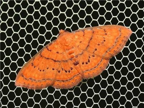 열대지역 서식종인 주홍부전짤름나방이 한국에도 서식하고 있다는 것이 확인됐다. 국립생물자원관 제공