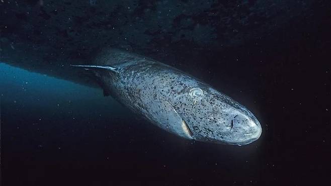 그린란드 상어 자료사진. NOAA